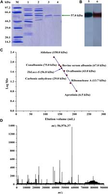 Introducing a Thermo-Alkali-Stable, Metallic Ion-Tolerant Laccase Purified From White Rot Fungus Trametes hirsuta